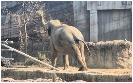 리버트레일 코끼리