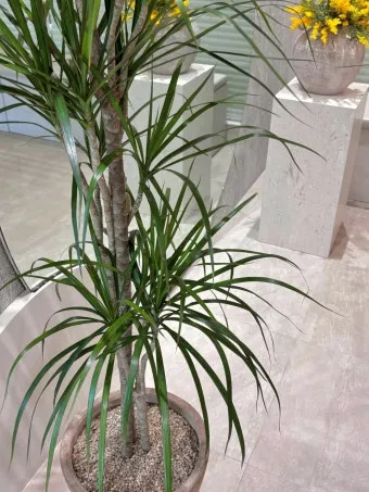 드라세나 키우기 물주기 가지치기 번식방법 흙배합 가이드_16