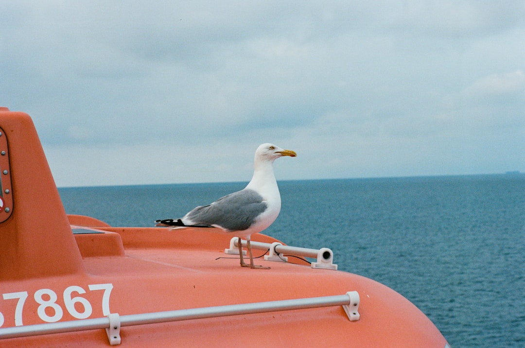 Ferry