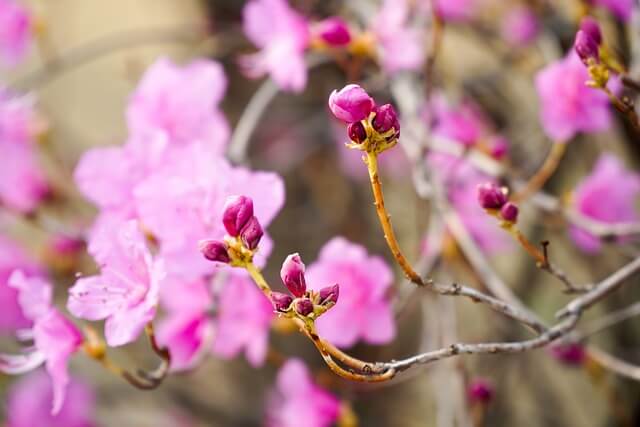 고려산 진달래 축제