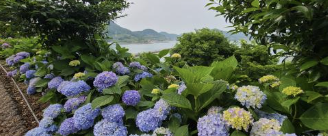 쑥섬 수국 전경