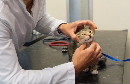 검사받는 고양이.