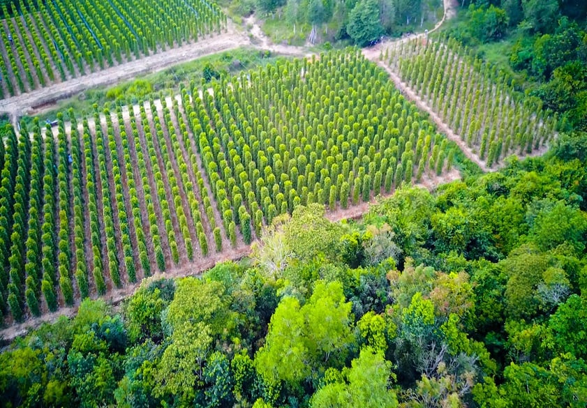 푸꾸옥 후추농장 전경