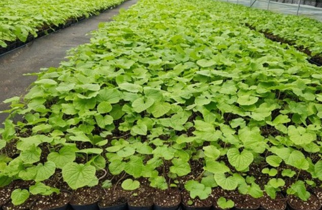 와사비잎-추출물-효능-와사비다이어트