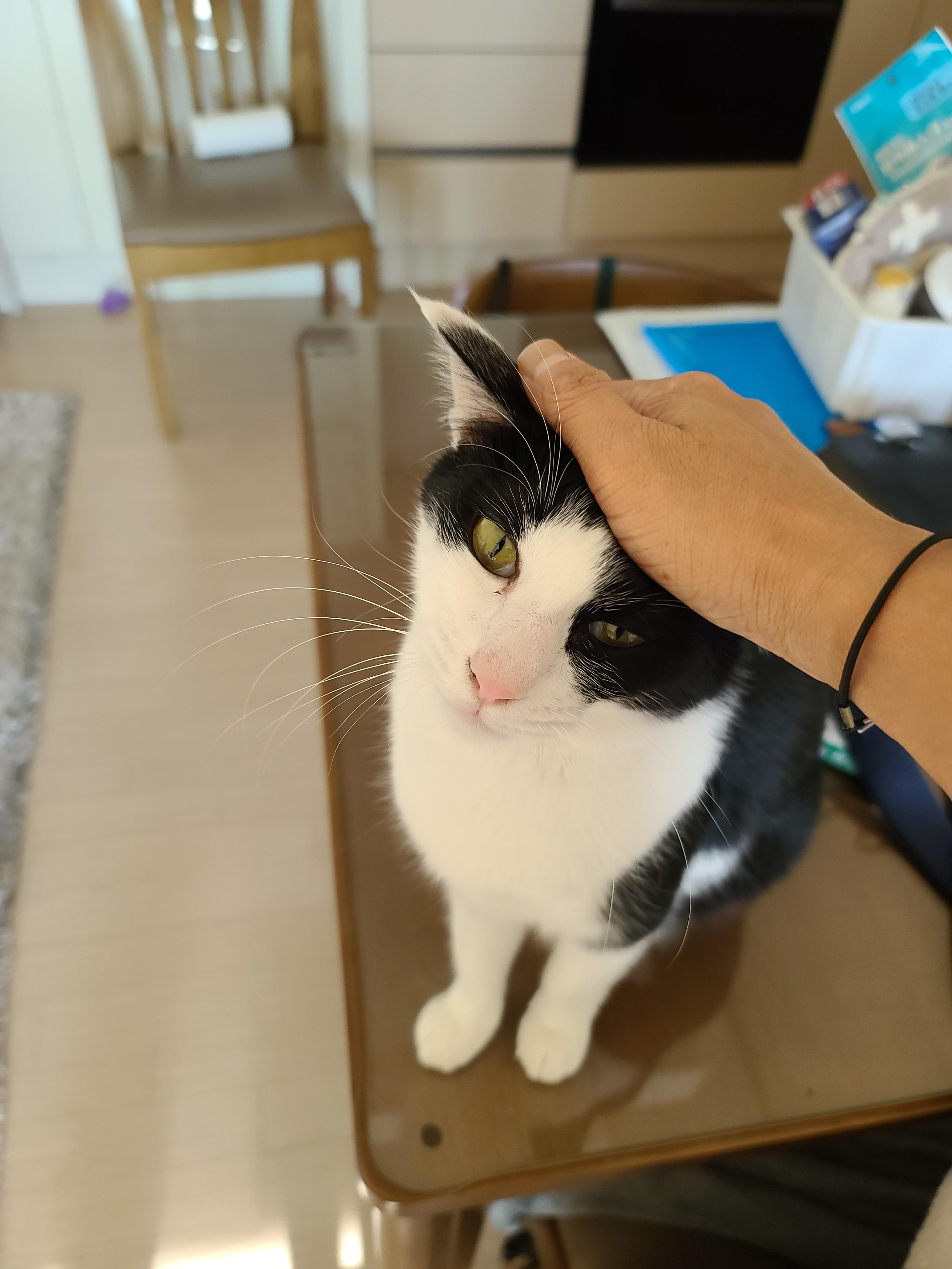 고양이들도 집사걱정 하더라구요