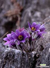 제 18회 동강 할미꽃 축제 기본 일정과 프로그램 소개