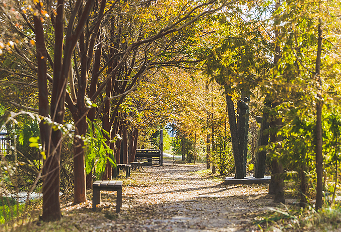 청산수목원 메타세콰이어 길