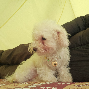 목계솔밭_캠핑장_애견