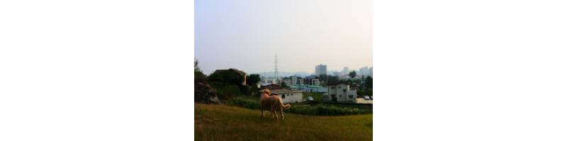 파주-전경