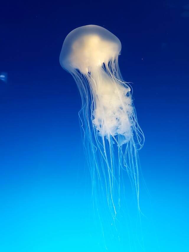 다양한 영양과 효능 01