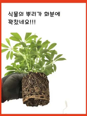 화분 뿌리썩음 예방 배수층강화 흙배합개선 물주기간격 체크리스트_10