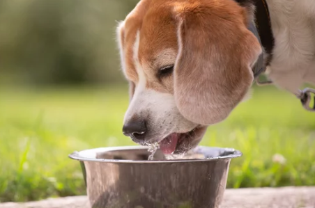 물마시는 강아지/출처:어도비스톡