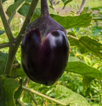 가지 효능 놀라운 9가지 부작용 고르는법 칼로리