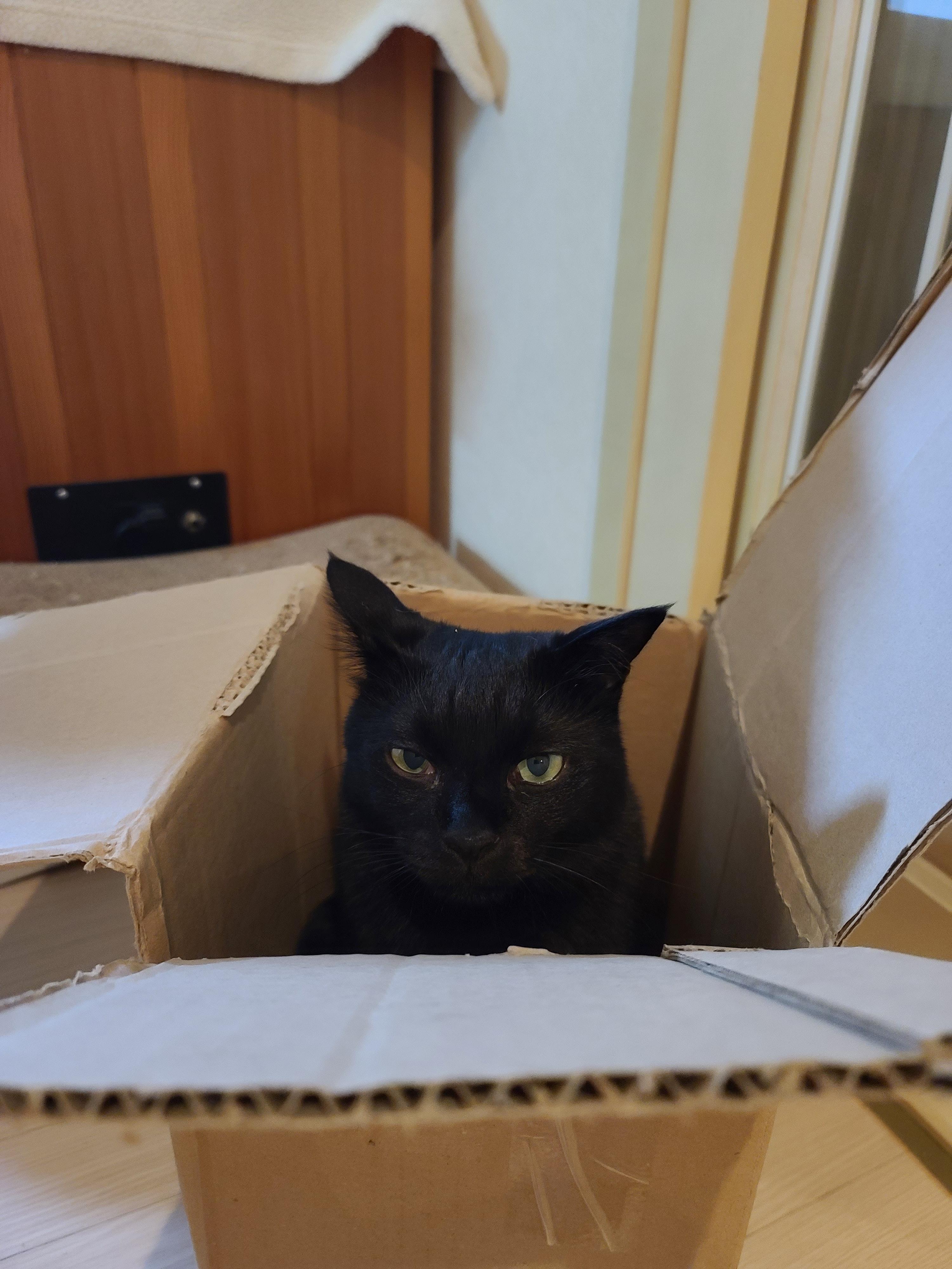 신상박스가 많이 생겨 신난 고양이들.(심쿵사진 있음)