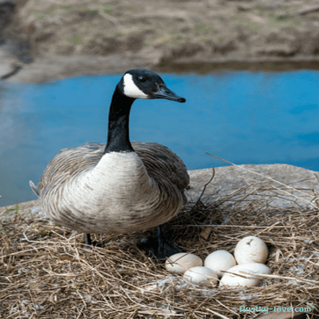영양이 풍부한 기러기알