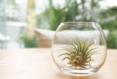 틸란드시아 키우기