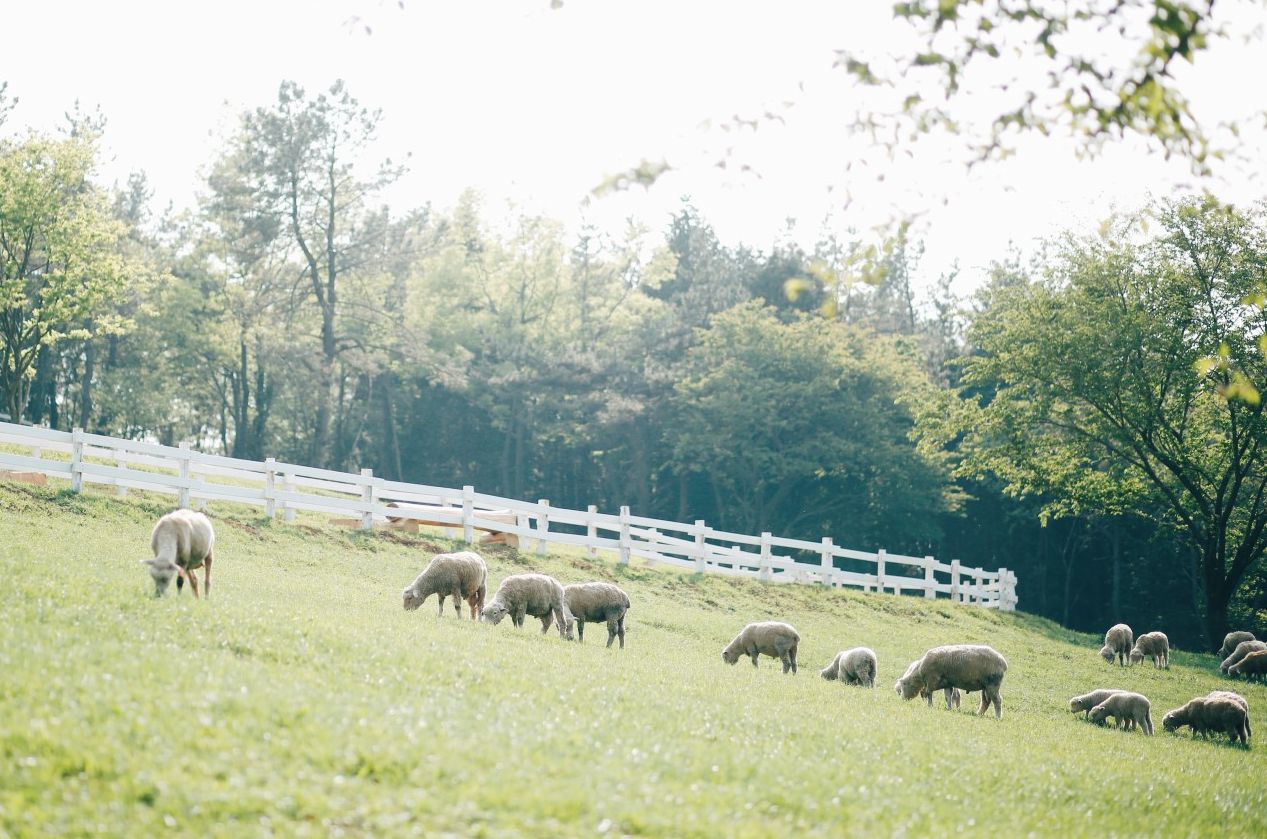 남해 상상양떼목장 편백숲