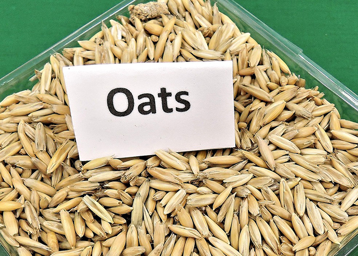 통귀리가 용기에 담겨져 있다