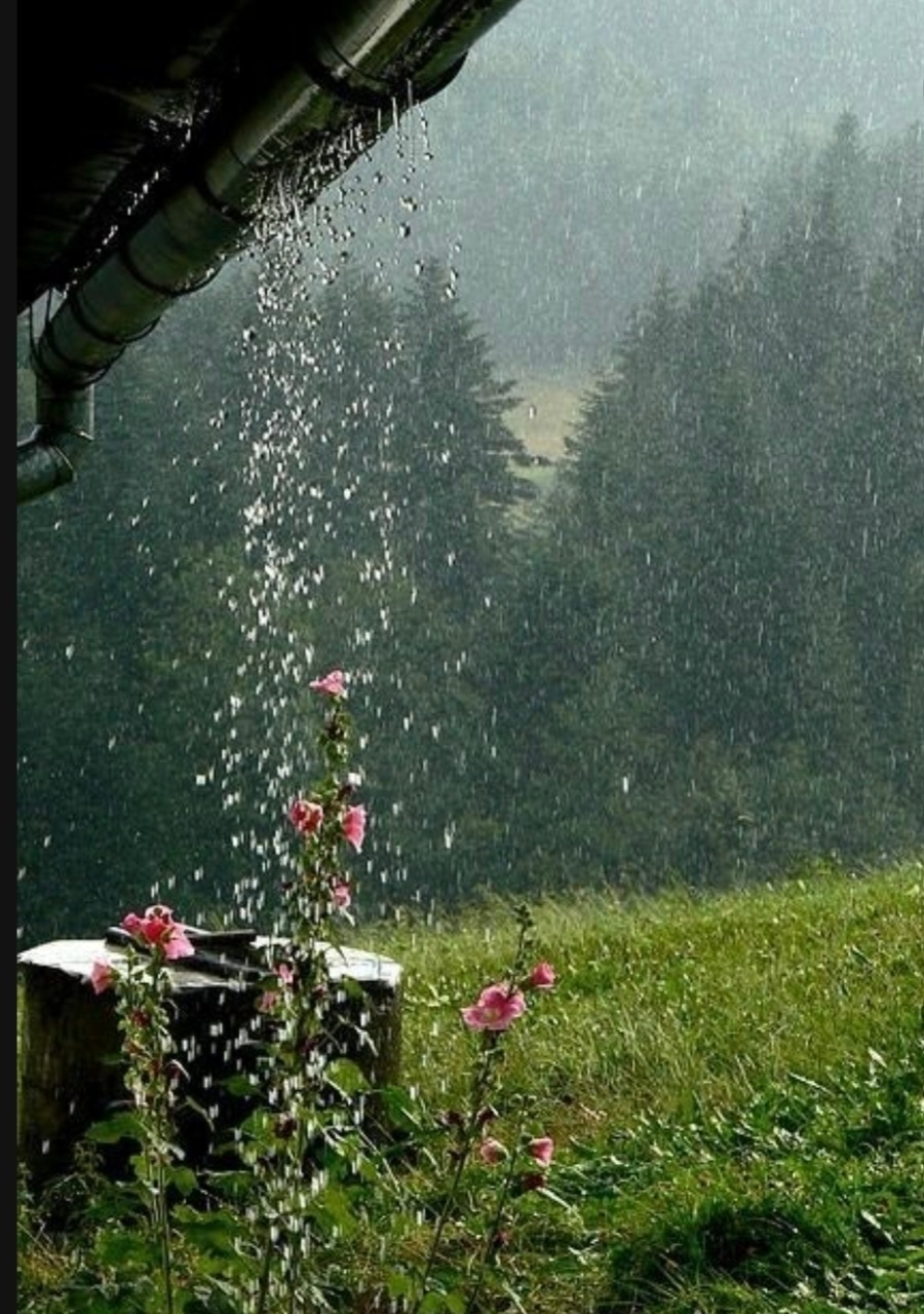 장마철쏫아지는 굵은 빗줄기 이미지