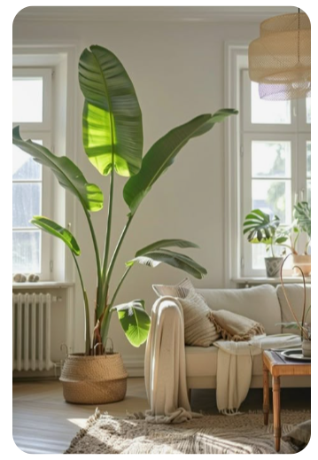 스파티필름 잎끝 타는 이유