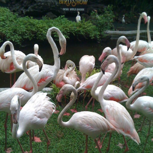 방콕 여행 추천 방콕 사파리 월드