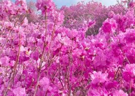 2025년 진달래 개화시기