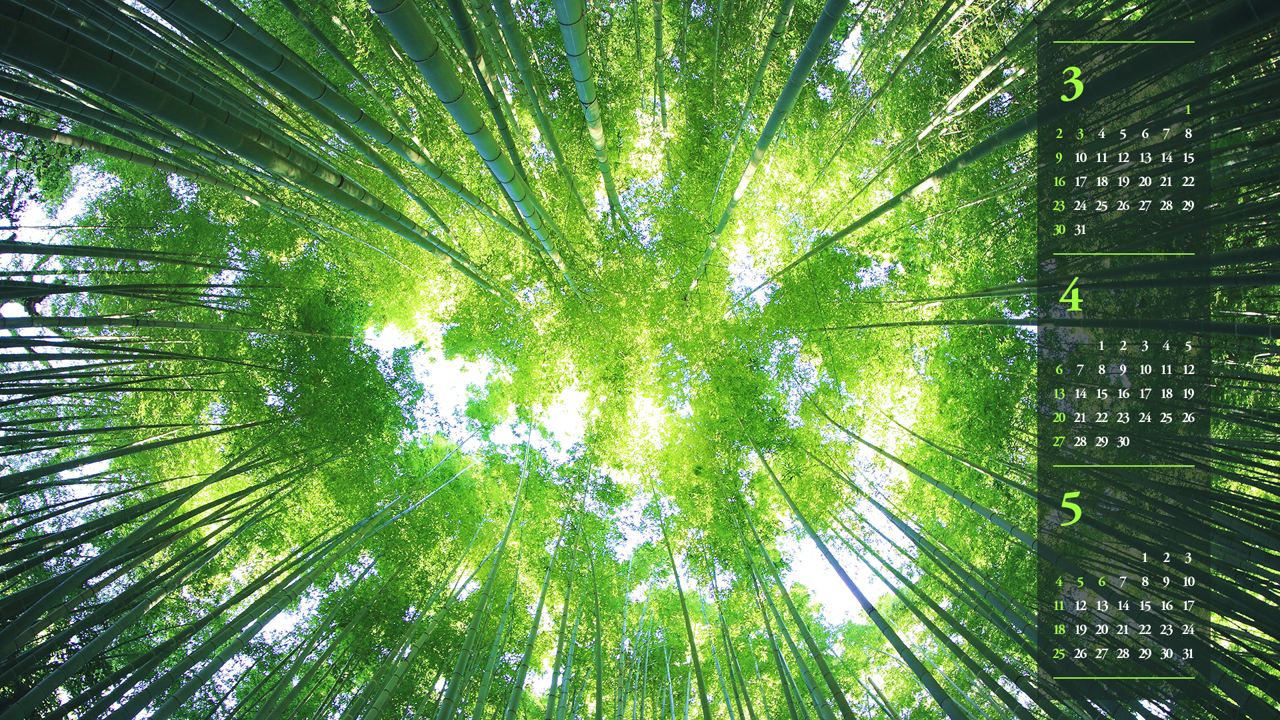 03 대나무 숲과 하늘 B - 2025년4월 노트북배경화면
