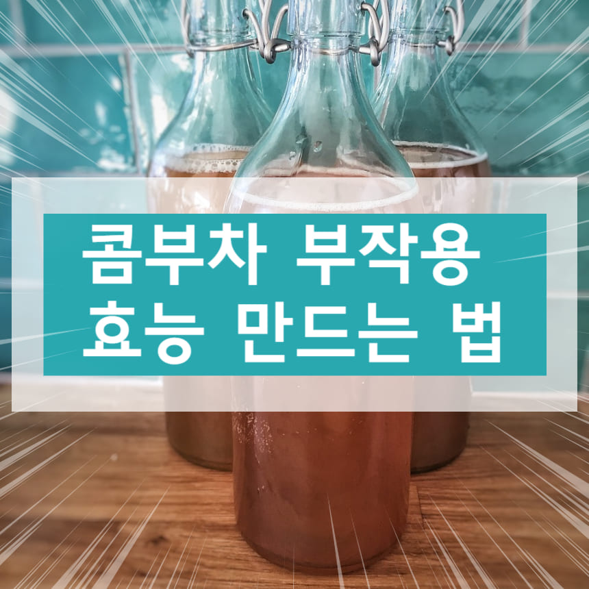 콤부차 효능 부작용 만드는 법