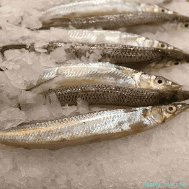 불포화지방산이 풍부한 학꽁치