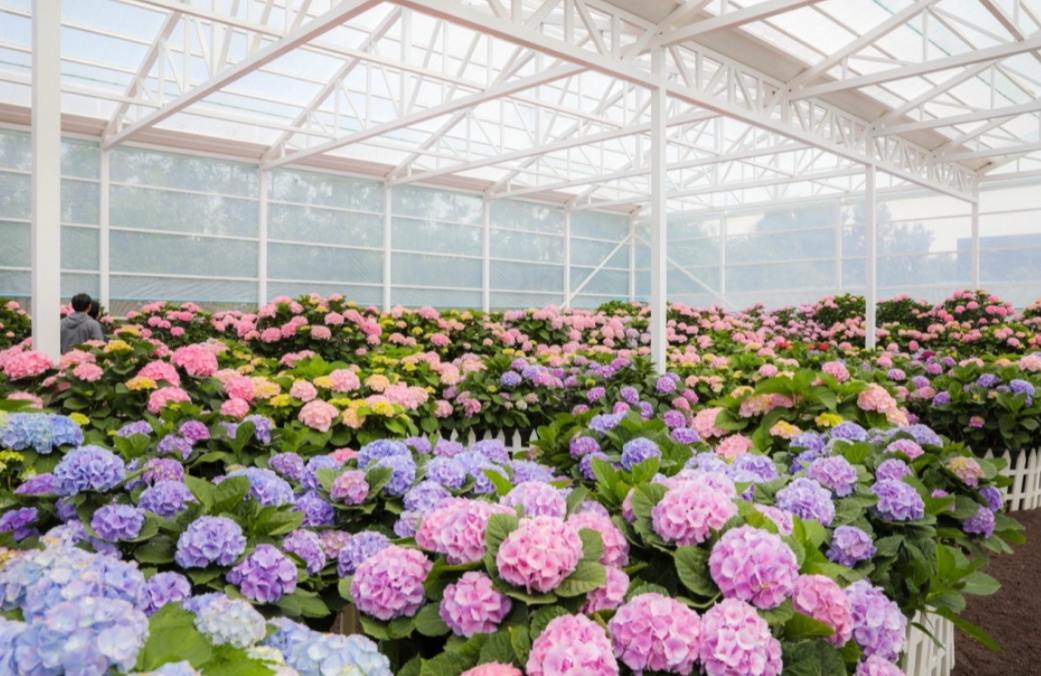 휴애리 봄 수국축제 일정 및 위치 관련 사진