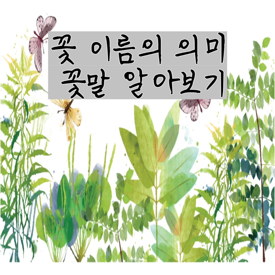 꽃 이름의 의미 꽃말 알아보기