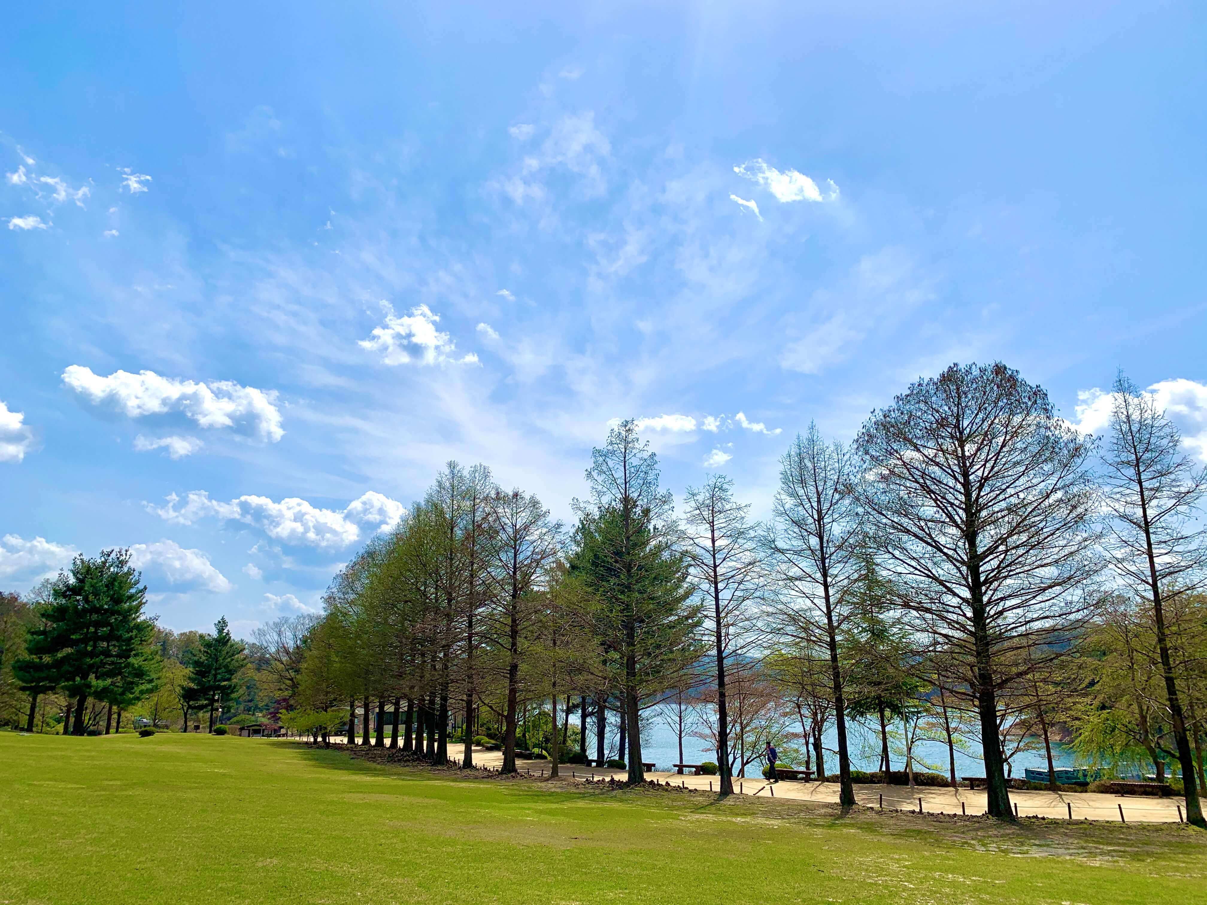 청남대 봄꽃축제 영춘제