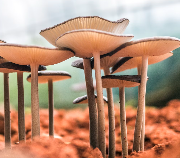 영지버섯 효능 부작용 먹는 방법