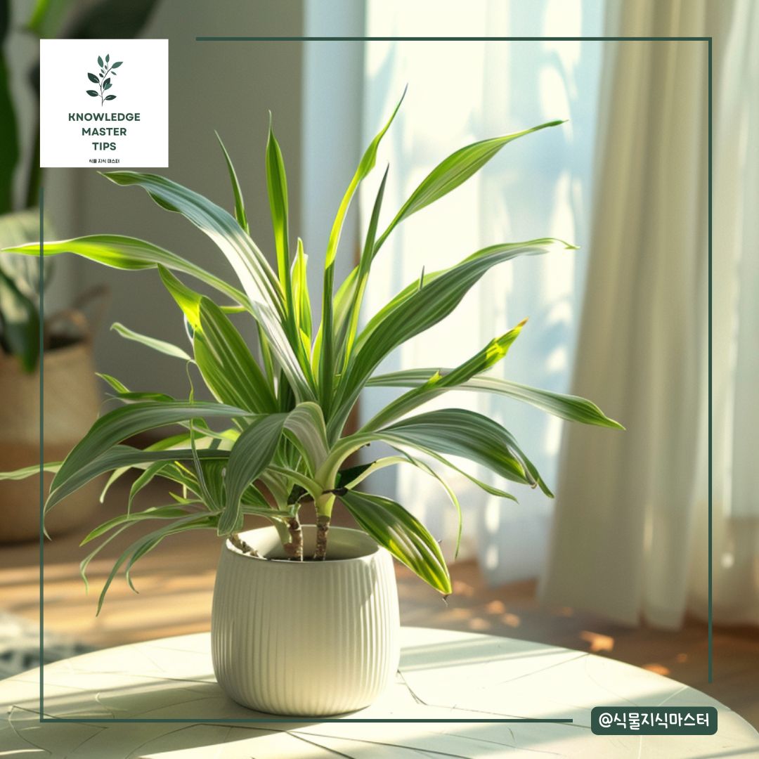 행운목 키우기에 필요한 빛 / 광도