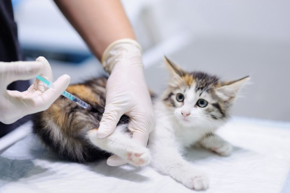 진찰을 받고 있는 고양이.