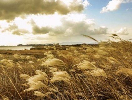 가을에 피는 꽃 종류 갈대