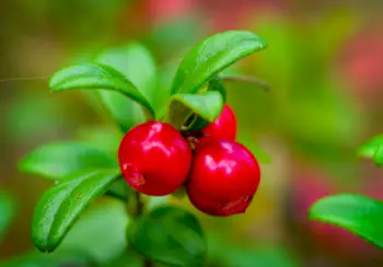 링곤베리 효능 및 영양소, 가격