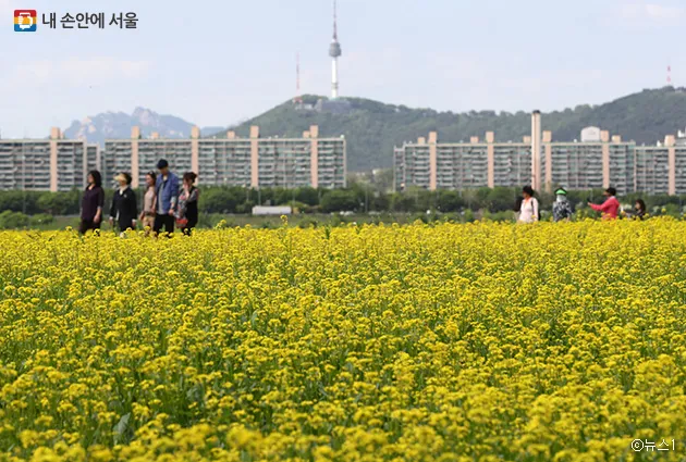 서래섬 유채꽃 축제 2025 서울 봄꽃 명소_1