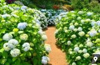 휴애리수국축제