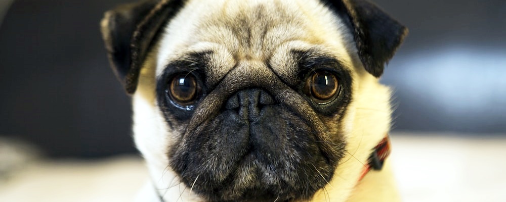 새끼 강아지 키우는법 13 이미지