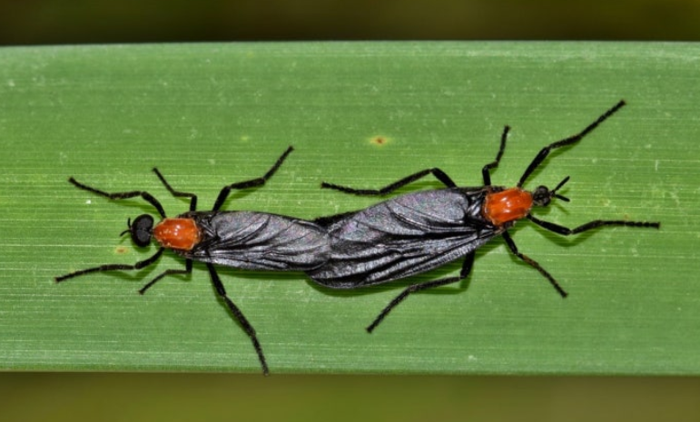 러브버그-퇴치-방법-관련-사진