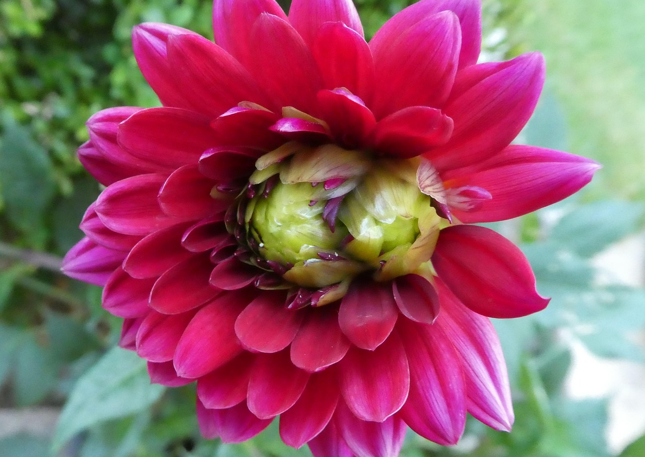 멕시코 국화 달리아 꽃