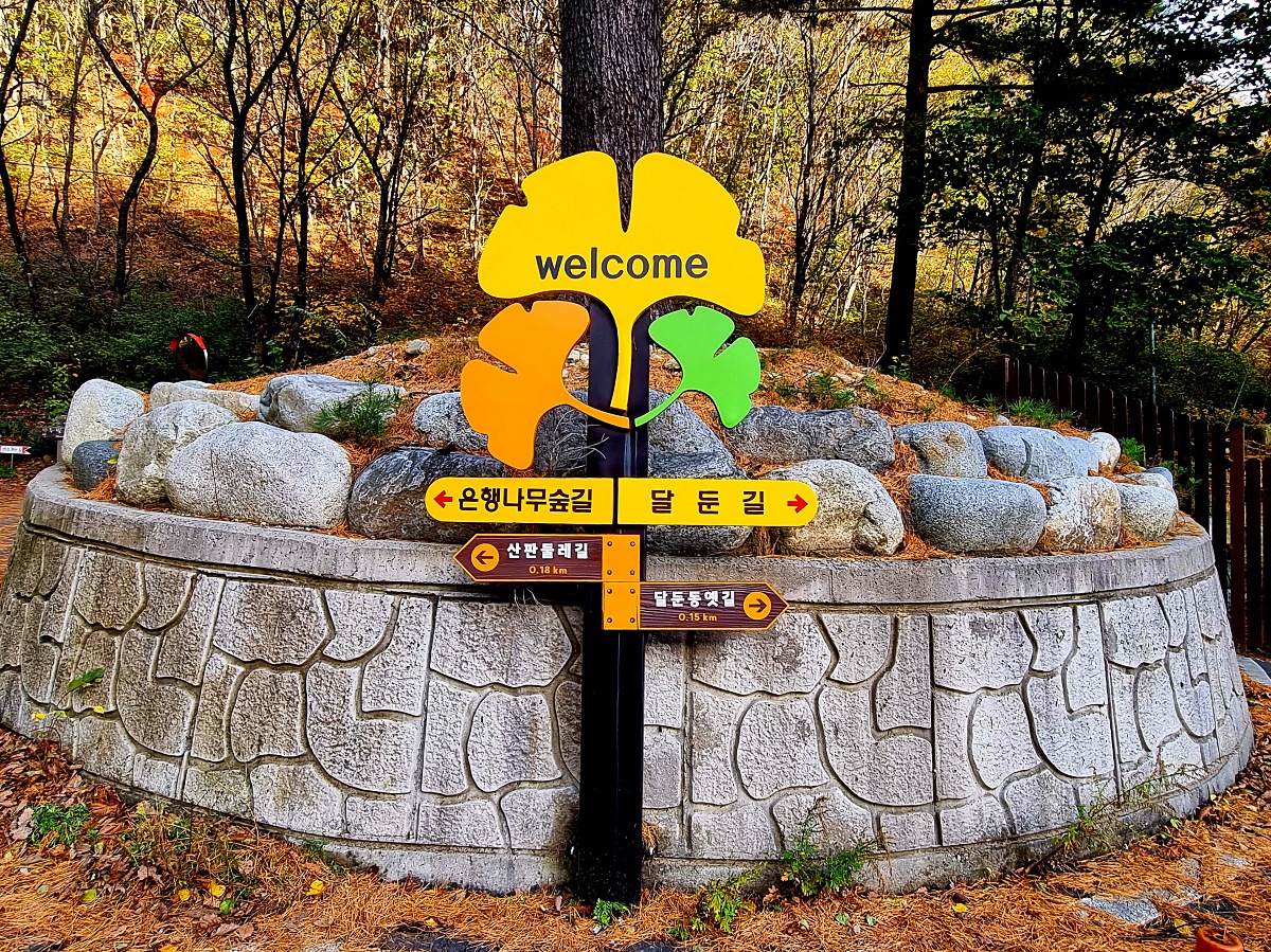 강원도 홍천 은행나무숲 방문 후기(10.23.): 단풍 확인 팁, 먹거리, 숙박