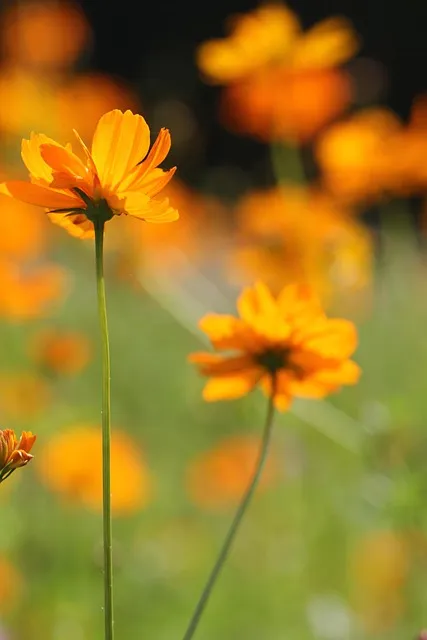 추분 뜻 의미 날짜에 대해 정리_2