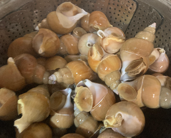 백골뱅이 섭취 시 주의해야 할 부작용