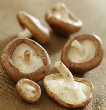 표고버섯 효능_6