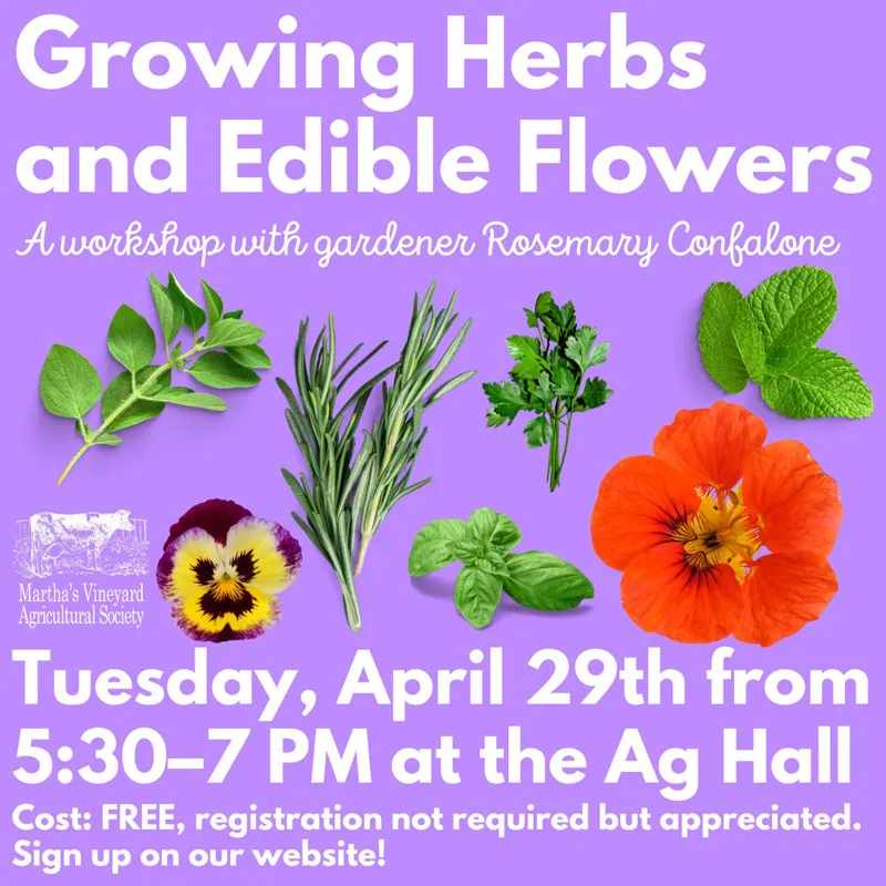 로즈마리 재배 삽목 번식 배수성 좋은 흙 관리_3