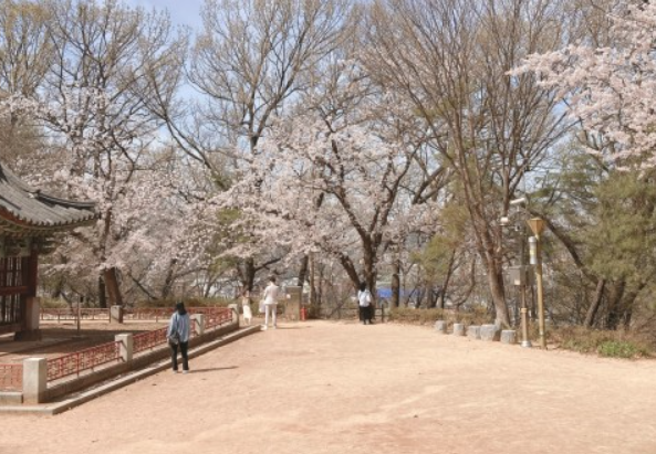 전주-벚꽃-명소