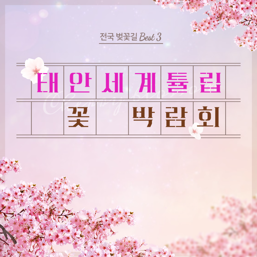 태안 세계튤립꽃박람회 입장료 기간 맛집 총정리