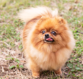 털이 복슬복슬 예쁜 포메라니안